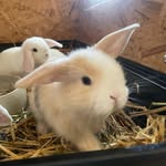 Markus Hummel - @opfinger_zwerge - Instagram
