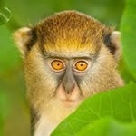 Marcus Jefferies - @awkwardmonkeymemes - Instagram