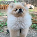 🐶 Marcus Junior 🐾 - @mj_pomeranian - Instagram