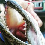 marcus keen - @mwk_fishing - Instagram