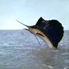 Marcus Keeton - @supersailfish - TikTok