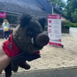 Macus le Marcassin (Rotaract Draguignan Templiers) - @marcuslemarcassin - Instagram