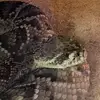 Godzilla - @marcuslepage4 - TikTok