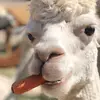 Marcus Mello - @teamslothtiktok - TikTok