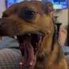 marcusmenzelli - @marcusmenzelli - TikTok