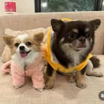 Marcus & Mochi - @marcusandmochi - Instagram