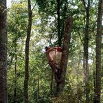 Money grows on tree - @marcus_morrow - Instagram