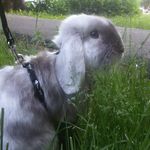 Marcus Rabbit - @marcusrabbit14.02.15 - Instagram