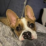 Маркус🐶 - @marcus_rabbit_dog - Instagram