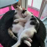 Marcus Riedl - @catgirl3112 - Instagram