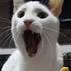 marcusrizzo - @marcusrizzo - TikTok