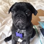 Marcus Minucius Rufus - @_marcusthepug_ - Instagram