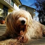 RUFUS - @rufus_e_marcus - Instagram