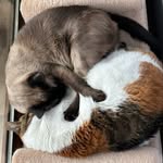 Tom - @marcu.srufus - Instagram