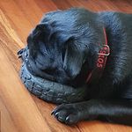 Marcus Sexton - @jellybean.the.pug - Instagram