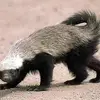 Marcus Starke - @marcus.starke5 - TikTok
