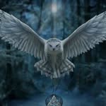 Marcus Stuart - @jegesmedve48154 - Instagram