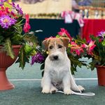 Marcus Sweet Bagel и Anestiks Jasper Conran/Крск - @jack_russell_marcus - Instagram