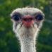 Marcus Szabo - Facebook