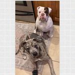Life With Marcus and Truman - @lifewithmarcusandtruman - Instagram