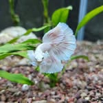 Marcus Vigil - @marcus_beta_fish - Instagram