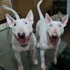 Mark Westcott - @mark.westcott6 - TikTok