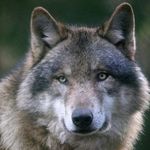 Marcus Wilhelm - @greywolf060381 - Instagram