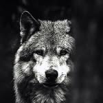 Marcus Wolf - @marcuswolf45 - Instagram