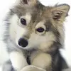 marcus_wolf - @marcus_wolf - TikTok
