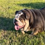 Marcus wortham - @doggtiredkennel - Instagram