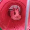 Marcus Wurscht - @marcus.wurscht - TikTok