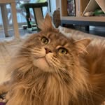 Marcy The Maine Coon - @missmarcymylove - Instagram