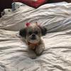 Marcy Cooper - @mackenziethewonderdog - TikTok