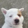 Quỳnh Sa - @marcycox855 - TikTok