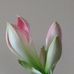 Marcy Garrison - Facebook