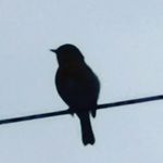 Marcy Jacobs - @shiok_lady - Instagram