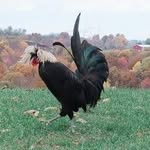 Marcy Durila Lancaster - @stone_fields_farm - Instagram