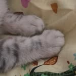 안녕하세요! - @marcylittlecat - Instagram