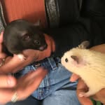 Marshmallow, Marcy, & Friends - @marcy_marsh - Instagram