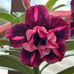 Marcy Matthews - Facebook