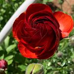Marcy Pierce - @petals_on_partridge - Instagram
