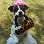 Marcy Wright - @sweetieandluludesigns - Instagram
