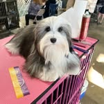 Mardi Gras Havanese - @mardigrashavanese - Instagram