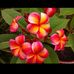Maree Brown - Facebook