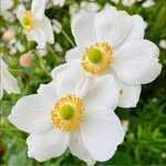 Maree Smith - @mareesunflower - Instagram