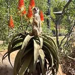 Maree Stephens - Facebook