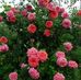 Mareena George - Facebook