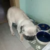 marekkantor - @dibodoglife - TikTok
