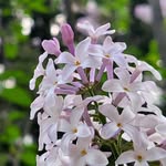 Marek Laskowski - @lilac005 - Instagram