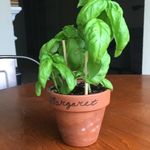 Margaret Basilplant - @margaretbasilplant - Instagram